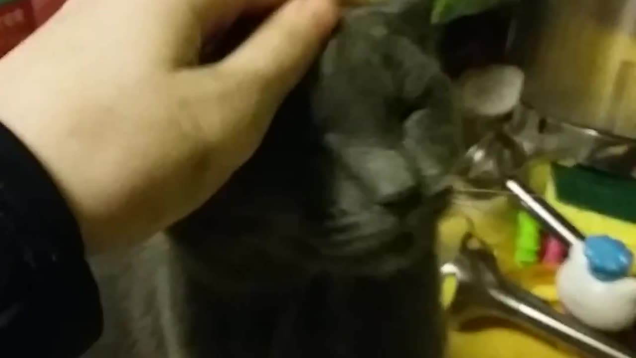 my cat windigo
