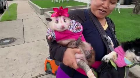 Can’t tell if the possum likes it or not..