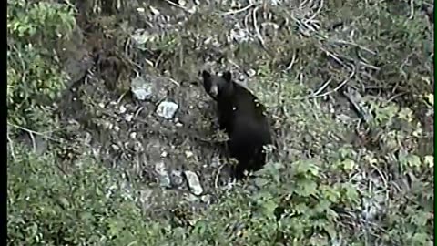 Bears near Atlanta Idaho 1999