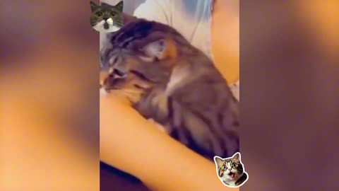 Funny Animal seri 6