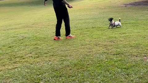 Miniature Fox Terrier Loves Playing Soccer