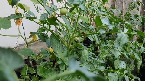 How to Grow Organic Tomatoes from Planting to Harvesting