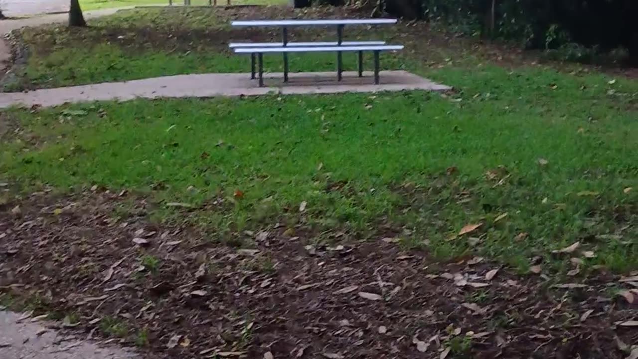 20.5.2025 Anzac Park Kuranda