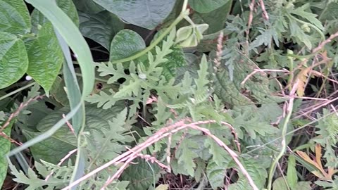 Green bean vine