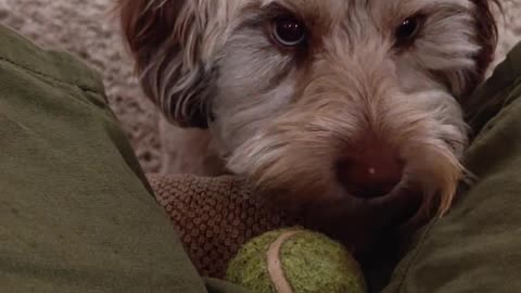 😂🐶 My Dog's Playtime Shenanigans! | FunFM