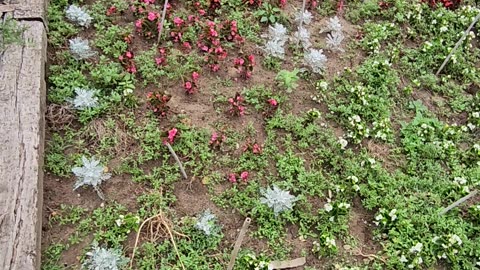 Regularly scheduled maintenance of Begonia regime Fortifications.