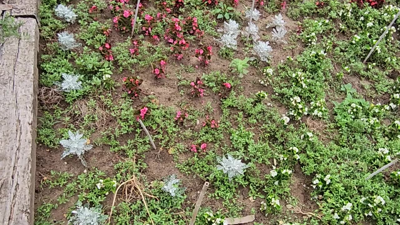Regularly scheduled maintenance of Begonia regime Fortifications.