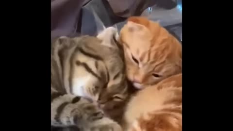 hilarious pets compilation - funniest cats videos part.2.0
