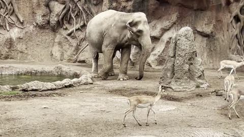 Elephant Rescues Drowning Gazelle