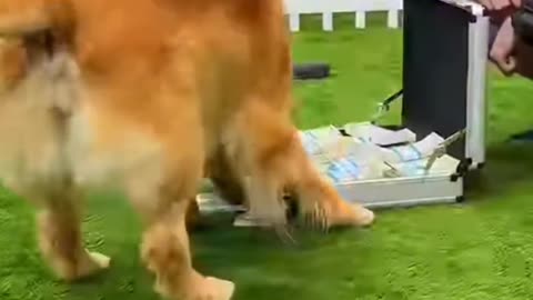 Find your dog and win 10,000$