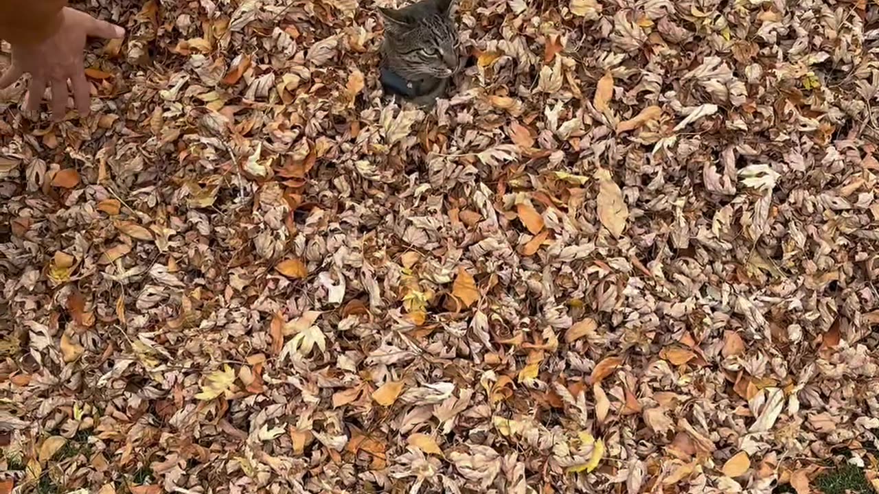 Cat Is Displeased By Massive Leaf Pile