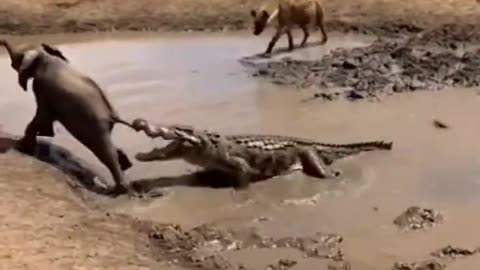The fate of a crocodile that targeted a baby elephant