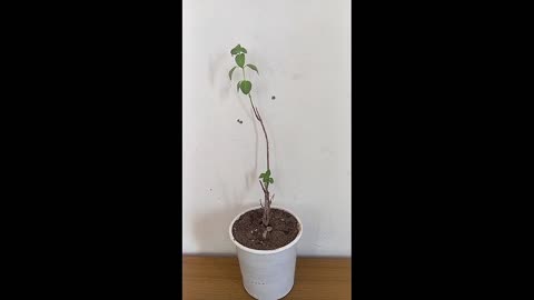 نباتات الزينة المنزلية