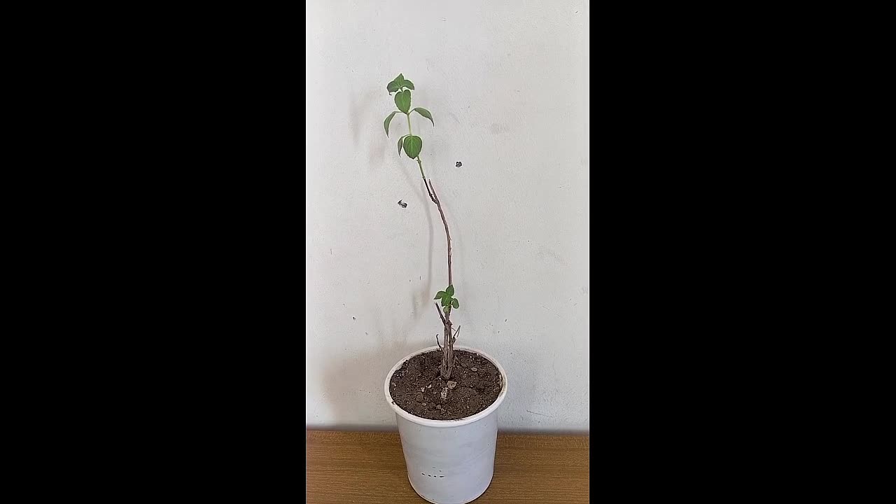 نباتات الزينة المنزلية
