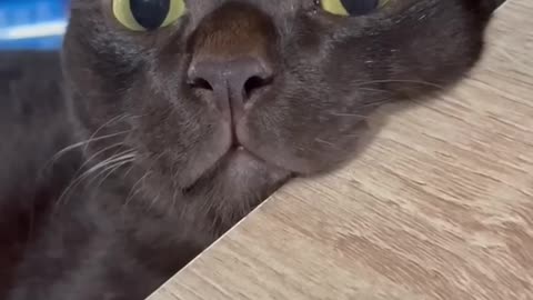 Funny Cat Videos 😂