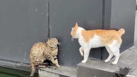 Epic Cat Standoff: Who Will Blink First?! 👀⚔️ | Calico vs. Orange Cat: The Tension is UNREAL! 😼🍊