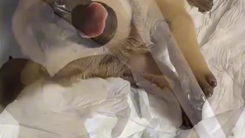 Mother dog brings her sick puppy to the vet