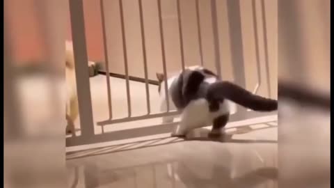 Funny animals