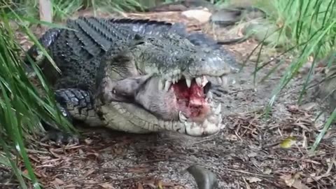 Saltwater Crocodile Eating