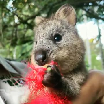 Quokka aka happy face