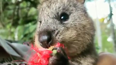 Quokka aka happy face