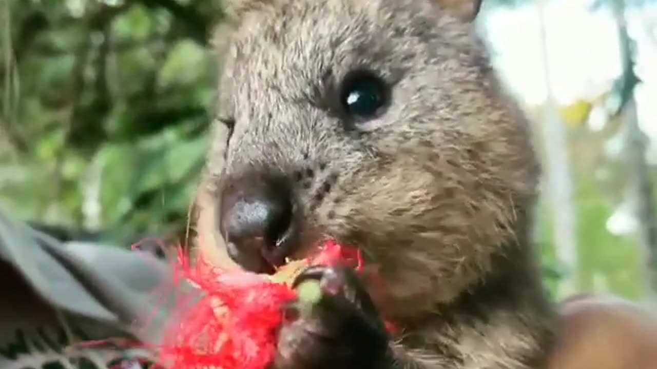 Quokka aka happy face