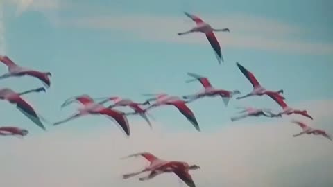 Birds Full Documentary