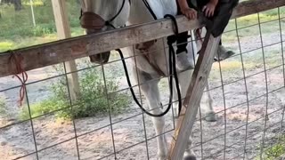 “THE HORSE THAT LOVED MY DAUGHTER”