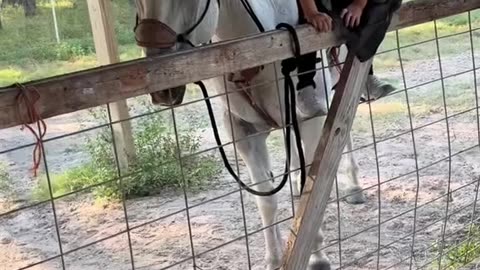 “THE HORSE THAT LOVED MY DAUGHTER”