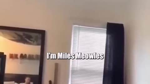 funny Viral animals videos