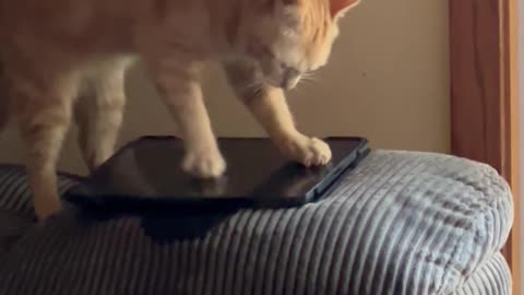 Poppy Wants to Beat Her High Score