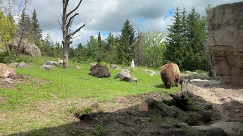 Bear Get's Aggressive at the Zoo