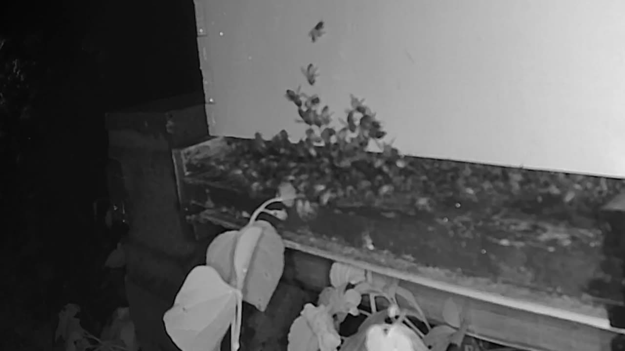 Bee Break #13 - Bees in the Rain