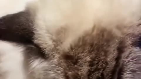 This cat did SOMETHING… I watched it 10 times!
