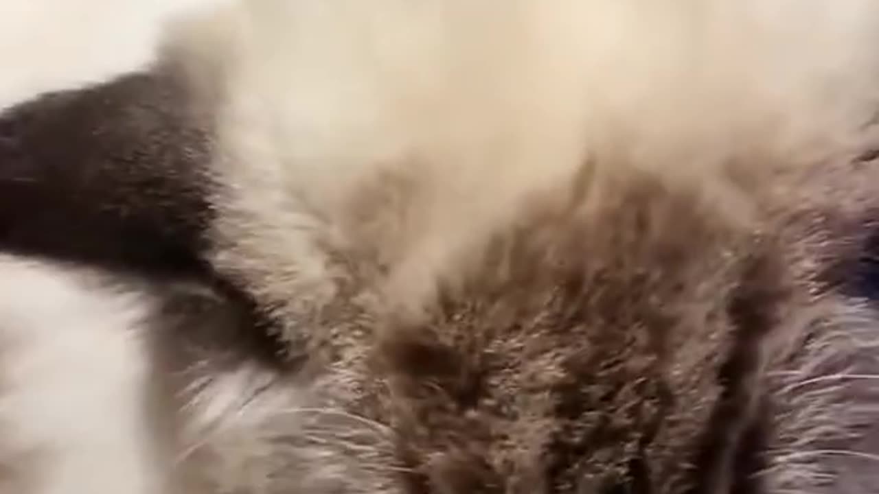 This cat did SOMETHING… I watched it 10 times!