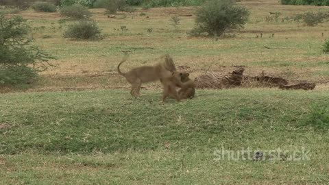 The Wild World of the Lions