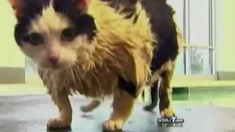 😻 Plump Kitty Waddles! So Cute You Can't Miss This! | FunFM