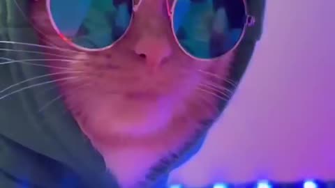 cats club