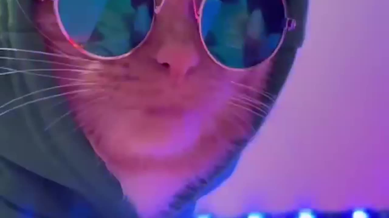 cats club