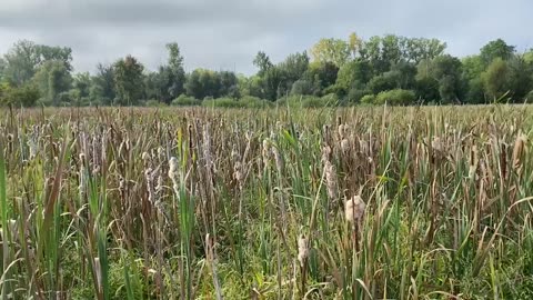 Cat Tails