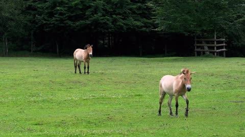 Two Horses