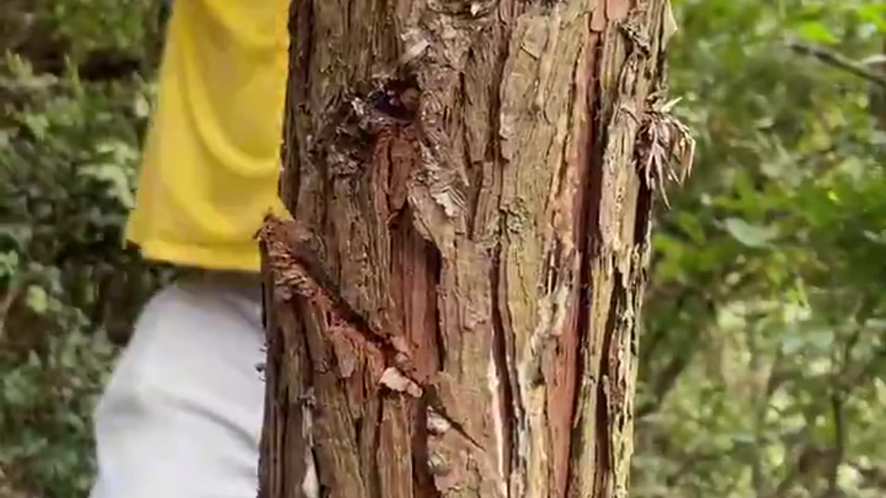 An old style bush axe