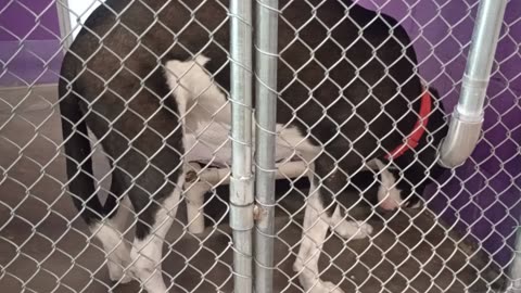 Riggs 7y Pet Id 867816 kennel 26 HSSAZ shelter20250517_172804632