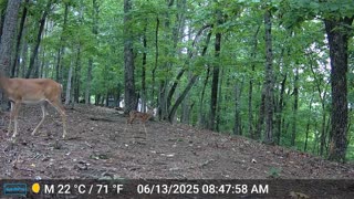 The Woods – 06/13/2025