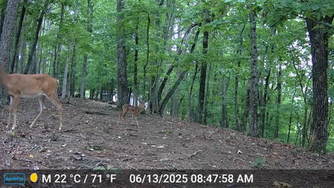 The Woods – 06/13/2025