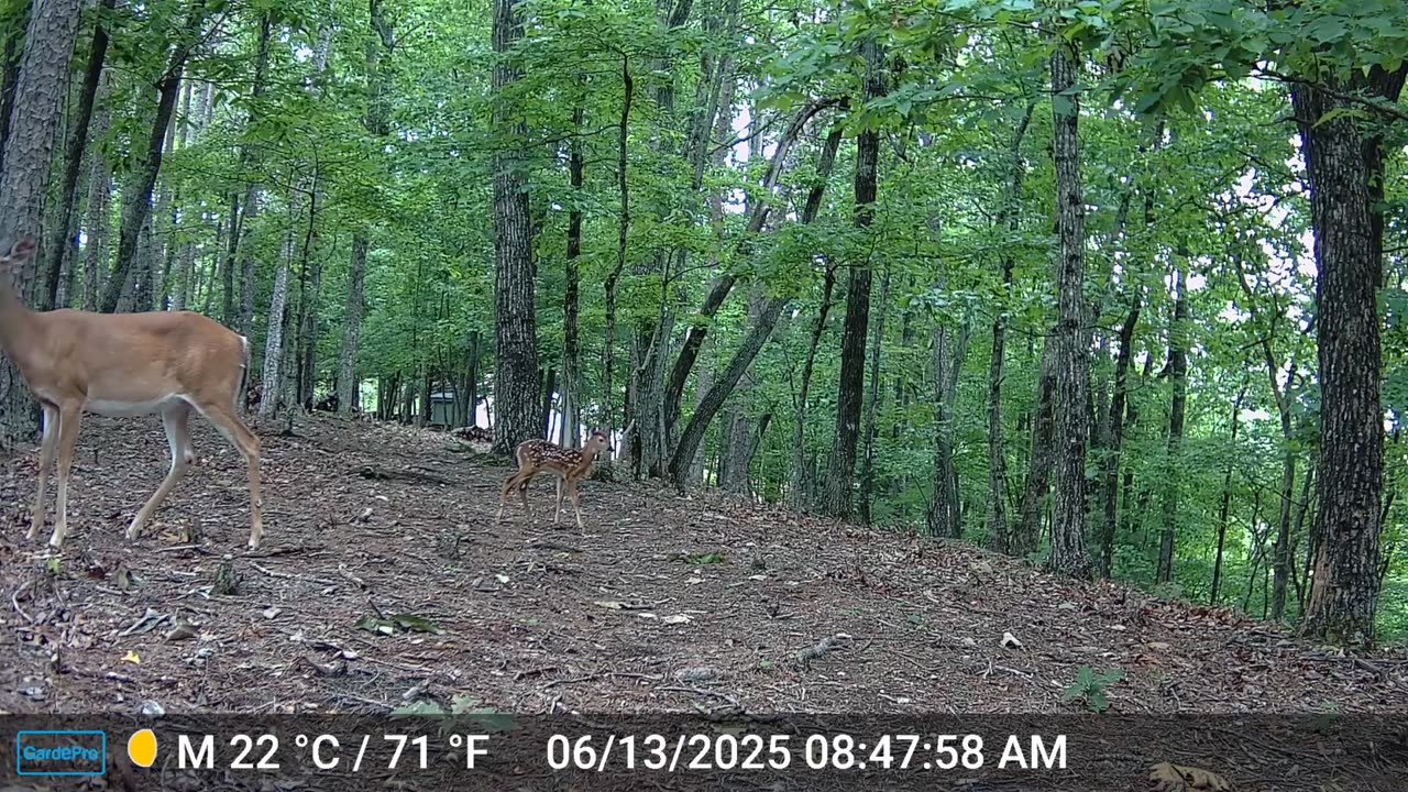 The Woods – 06/13/2025