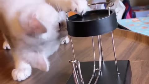 Funny cats and dogs