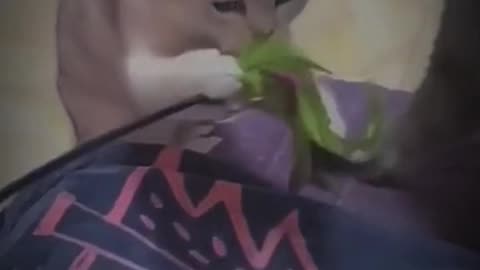 Pets That Will Make You Laugh/ Hilarious Pet/ Cutest Moments Ever 😂🐶 #Shorts