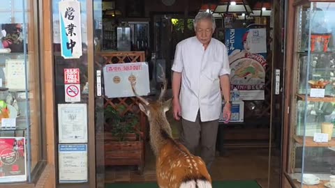 Japanese Deer Denied Entry To Restaurant