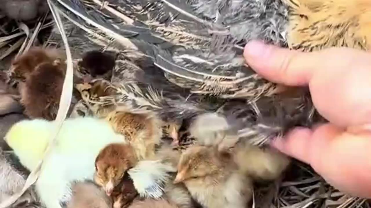 let's check on the chicks